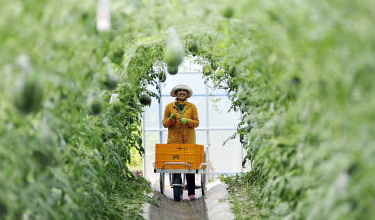 최근 강원도 최북단 화천지역에서 애플수박 수확이 한창이다. 간동면의 농장에서 대표로 있는 '청춘농부' 송주희씨가 애플수박을 살펴보고 있다.